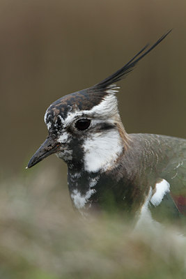 BUITEN BEELD Foto: 88311