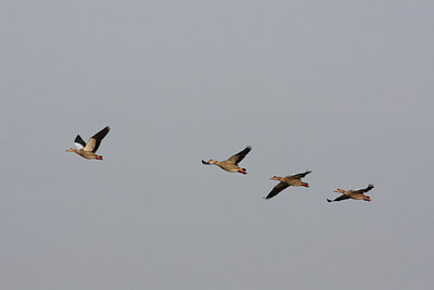 BUITEN BEELD Foto: 88325