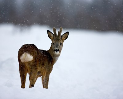 BUITEN BEELD Foto: 88347