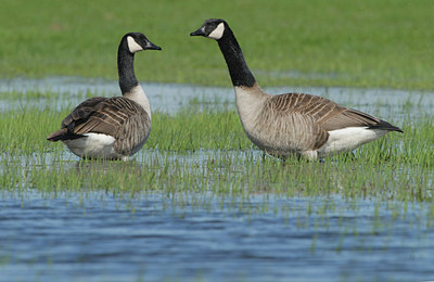 BUITEN BEELD Foto: 88362