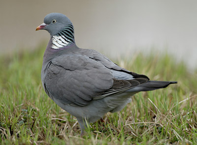 BUITEN BEELD Foto: 88369