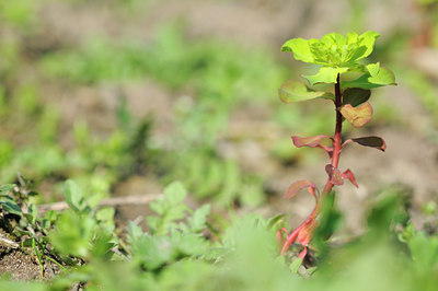 BUITEN BEELD Foto: 88377