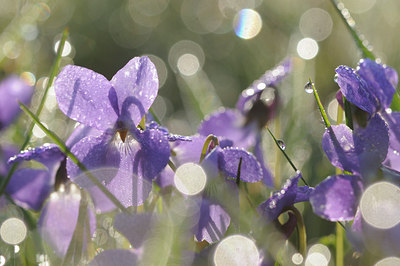 BUITEN BEELD Foto: 88385