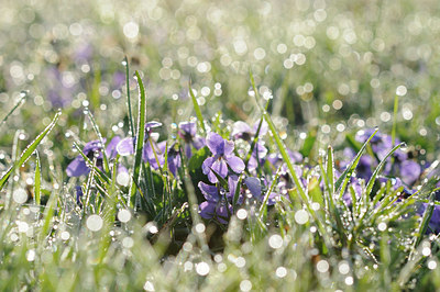 BUITEN BEELD Foto: 88386
