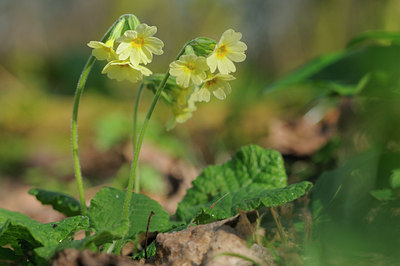 BUITEN BEELD Foto: 88397