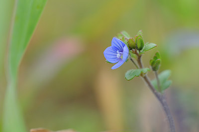 BUITEN BEELD Foto: 88402
