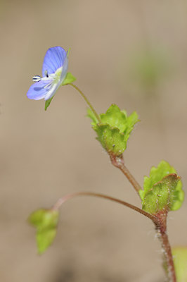 BUITEN BEELD Foto: 88432