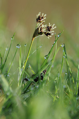 BUITEN BEELD Foto: 88434