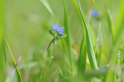 BUITEN BEELD Foto: 88438