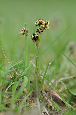 BUITEN BEELD Foto: 88440