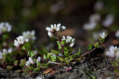 BUITEN BEELD Foto: 88445