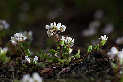 BUITEN BEELD Foto: 88446