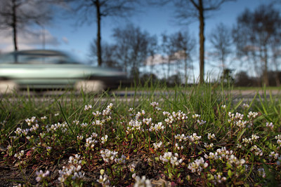 BUITEN BEELD Foto: 88451