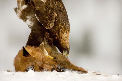 BUITEN BEELD Foto: 88457