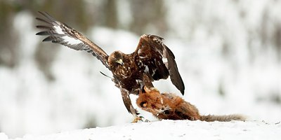 BUITEN BEELD Foto: 88462