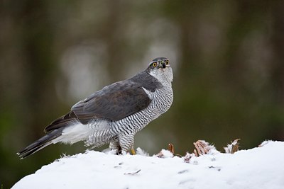 BUITEN BEELD Foto: 88484