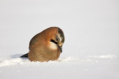 BUITEN BEELD Foto: 88487