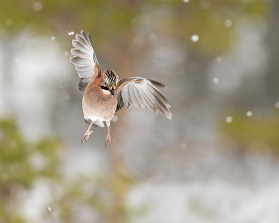 BUITEN BEELD Foto: 88490