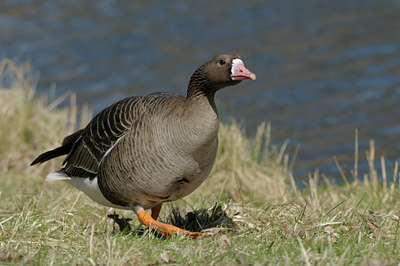 BUITEN BEELD Foto: 88528