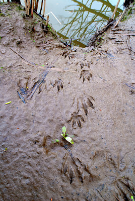 BUITEN BEELD Foto: 88550
