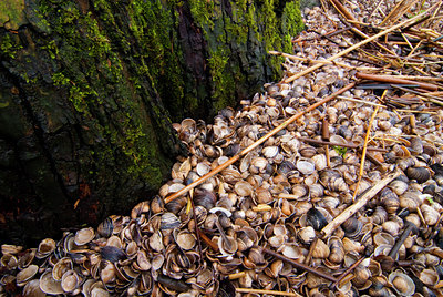 BUITEN BEELD Foto: 88556