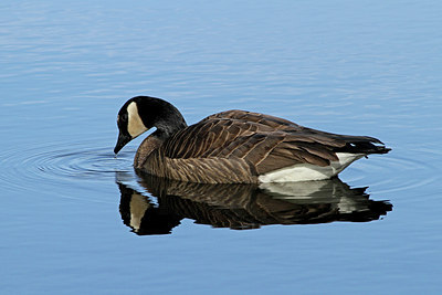 BUITEN BEELD Foto: 88579