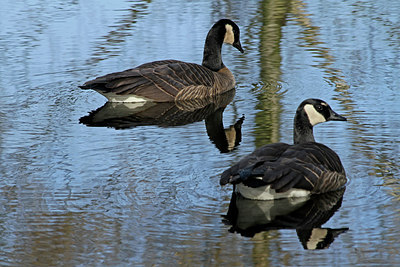 BUITEN BEELD Foto: 88581