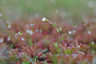 BUITEN BEELD Foto: 88583