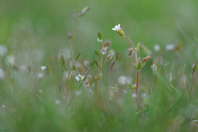 BUITEN BEELD Foto: 88584