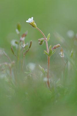 BUITEN BEELD Foto: 88585