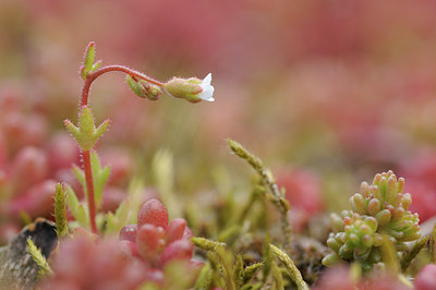 BUITEN BEELD Foto: 88586