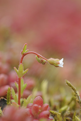 BUITEN BEELD Foto: 88588