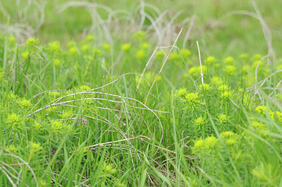 BUITEN BEELD Foto: 88589