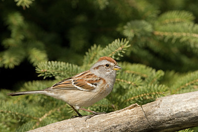 BUITEN BEELD Foto: 88595