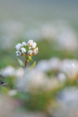 BUITEN BEELD Foto: 88601