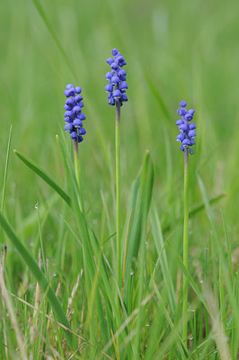 BUITEN BEELD Foto: 88610