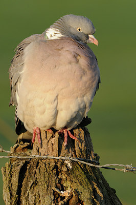 BUITEN BEELD Foto: 88611