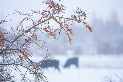 BUITEN BEELD Foto: 88654