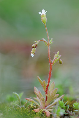 BUITEN BEELD Foto: 88656