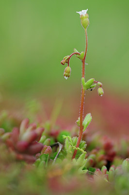 BUITEN BEELD Foto: 88657