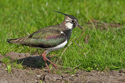 BUITEN BEELD Foto: 88665