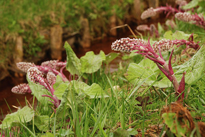 BUITEN BEELD Foto: 88682