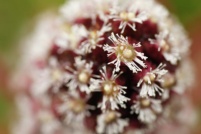 BUITEN BEELD Foto: 88683