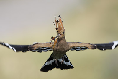 BUITEN BEELD Foto: 88693