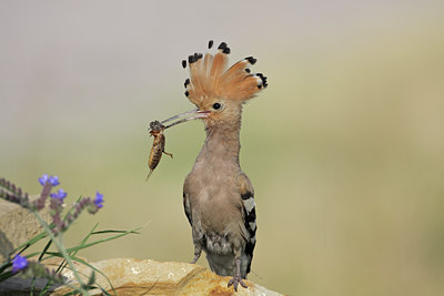 BUITEN BEELD Foto: 88694