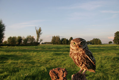 BUITEN BEELD Foto: 88711