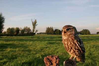 BUITEN BEELD Foto: 88712