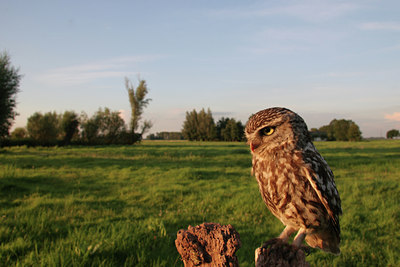 BUITEN BEELD Foto: 88713