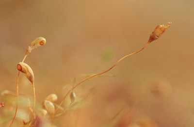 BUITEN BEELD Foto: 88732
