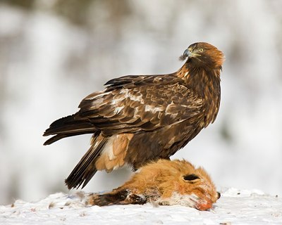 BUITEN BEELD Foto: 88737